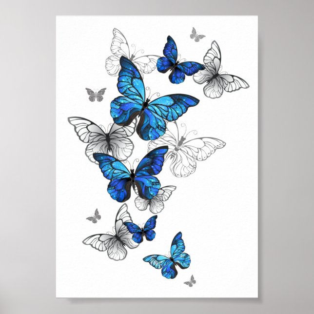Póster Morfo de las mariposas voladoras azules (Frente)