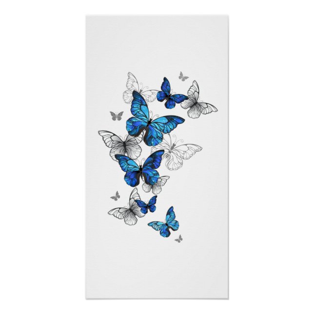 Póster Morfo de las mariposas voladoras azules (Anverso)