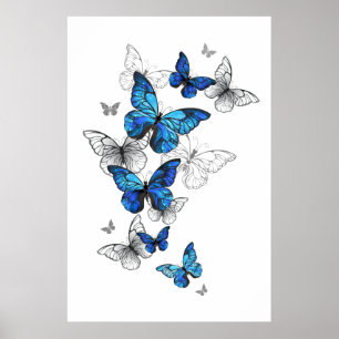 Póster Morfo de las mariposas voladoras azules