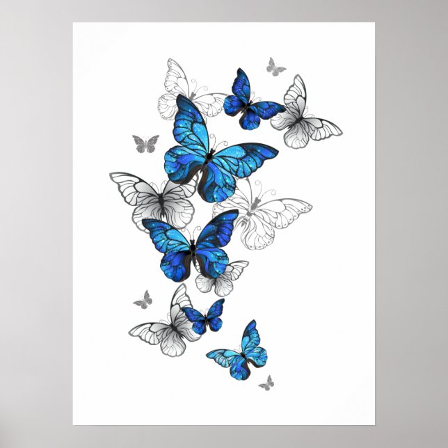 Póster Morfo de las mariposas voladoras azules (Frente)