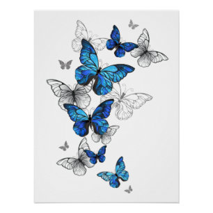 Póster Morfo de las mariposas voladoras azules