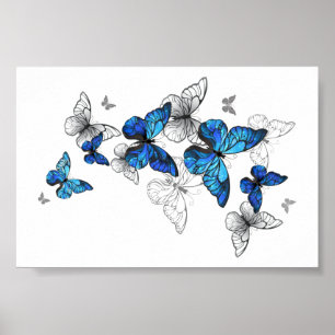 Póster Morfo de las mariposas voladoras azules