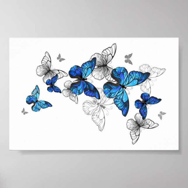 Póster Morfo de las mariposas voladoras azules (Frente)