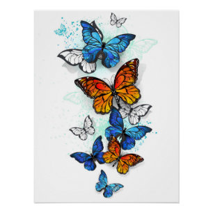 Póster Morfo y monarca de las mariposas voladoras