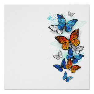 Póster Morfo y monarca de las mariposas voladoras