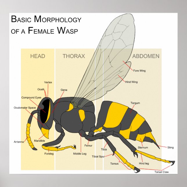 Póster Morfología básica de un diagrama de Wasp femenino (Frente)