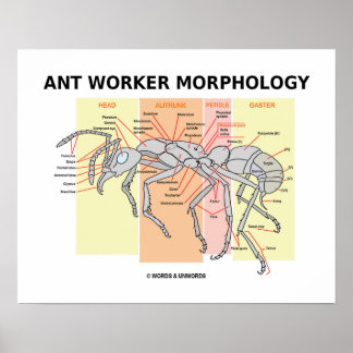 Póster Morfología de los Trabajadores Ant (Entomología de