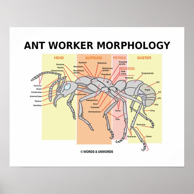 Póster Morfología de los Trabajadores Ant (Entomología de (Frente)