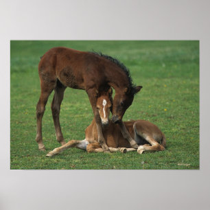 Póster Morgan Foals Playing
