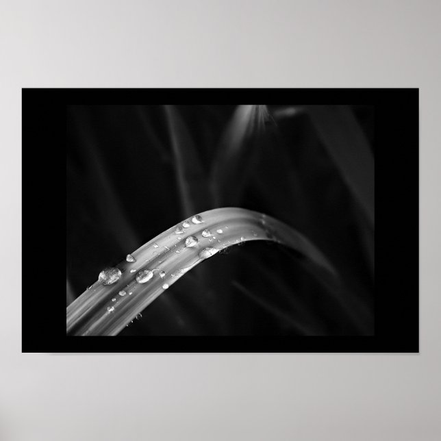 Póster Morning Dew (Frente)