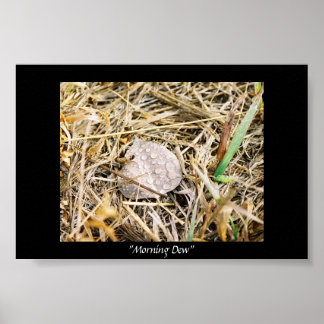 Póster Morning Dew