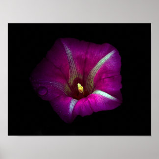 Póster Morning Glory Flower