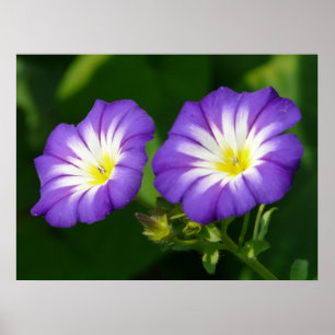 Póster Morning glory flower