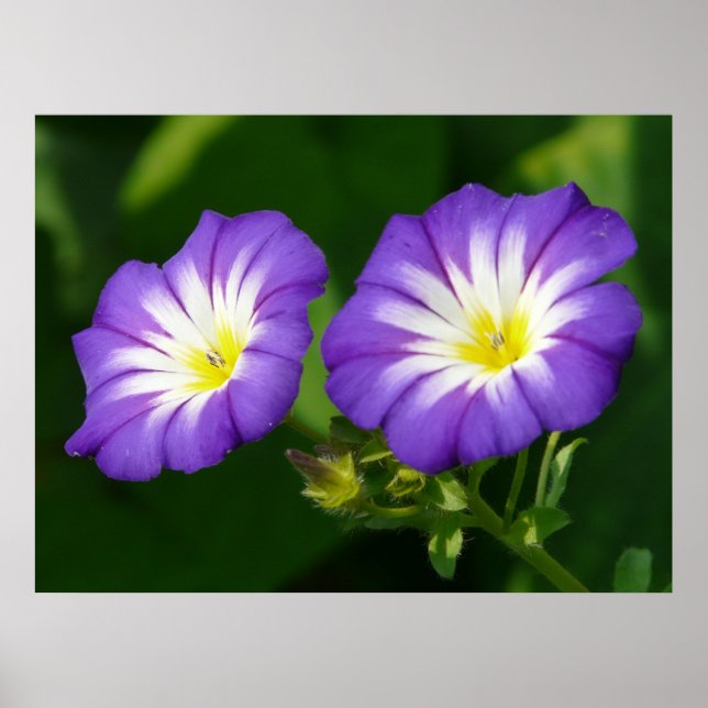 Póster Morning glory flower (Frente)