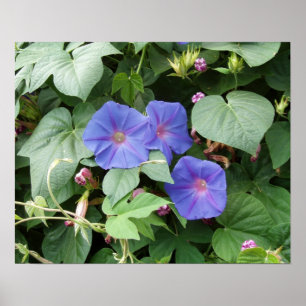 Póster Morning Glory Photo