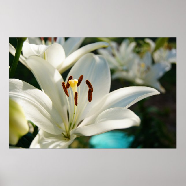 Póster Morning Lily (Frente)