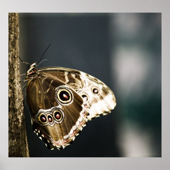 Póster Morpho peleides Print (Frente)