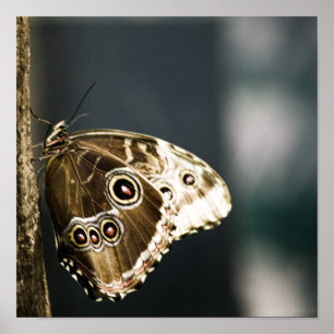 Póster Morpho peleides Print