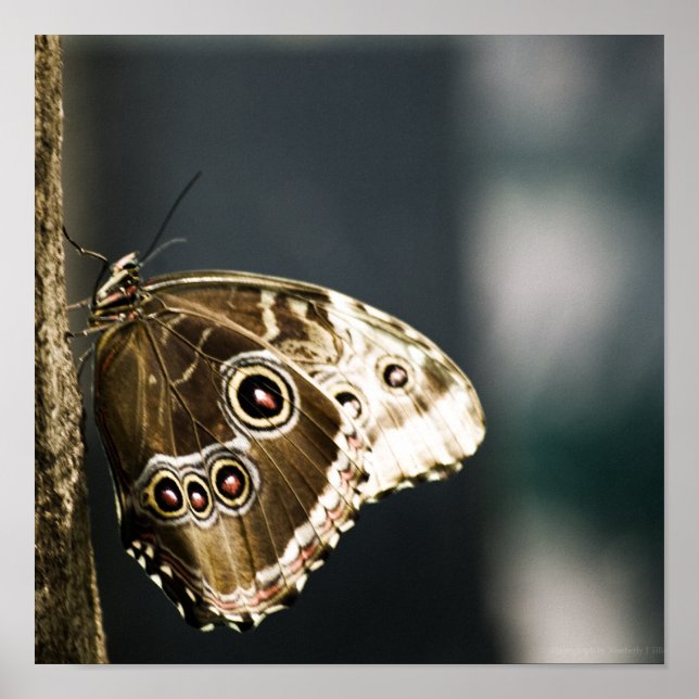 Póster Morpho peleides Print (Frente)