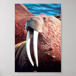 Póster Morsa