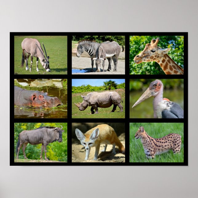 Póster Mosaico de animales africanos (Frente)