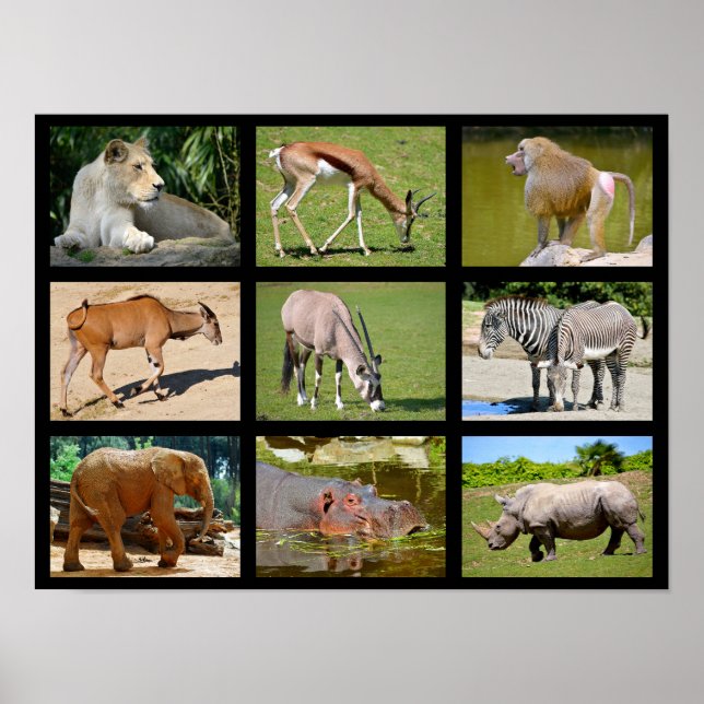 Póster Mosaico de animales africanos (Frente)