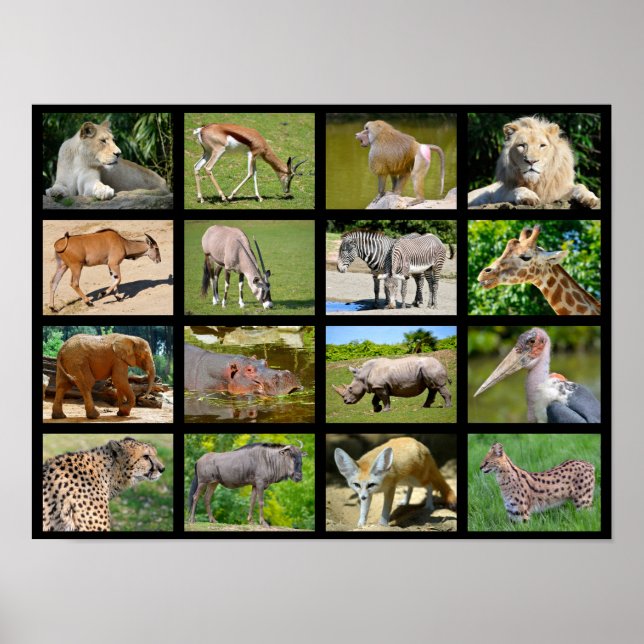 Póster Mosaico de animales africanos (Frente)