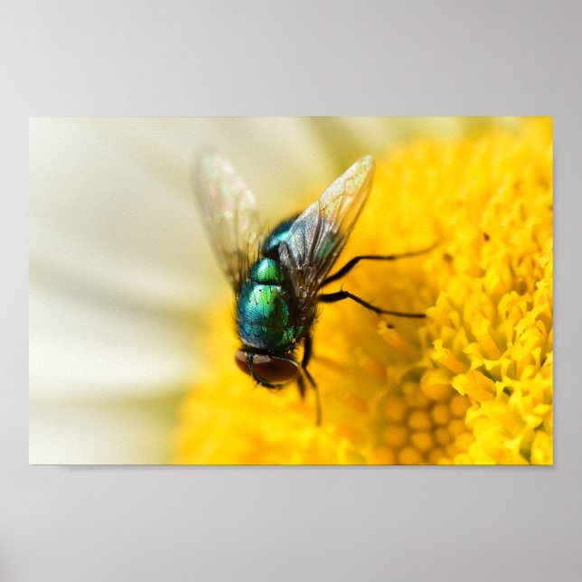 Póster Mosca de botellas verdes (Frente)