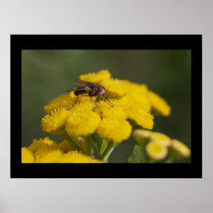 Póster Mosca en la flor