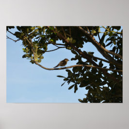 Póster Mosquitero común