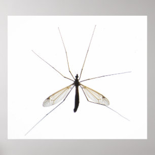 Póster Mosquito