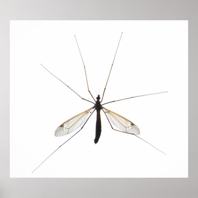 Póster Mosquito (Frente)