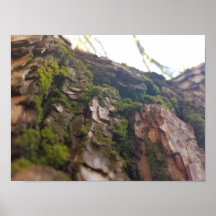Moss en el Poster de la corteza