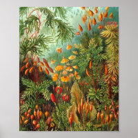 Moss - Ernst Haeckel