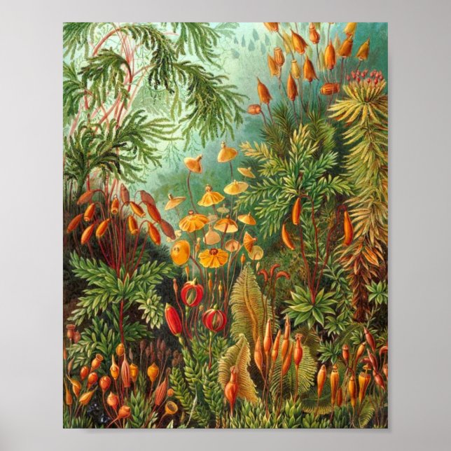 Póster Moss - Ernst Haeckel (Frente)