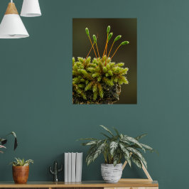 Póster Moss motif poster