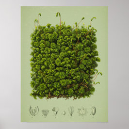Póster Moss motif poster