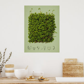 Póster Moss motif poster