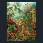 Póster Moss (Muscinae) de Haeckel<br><div class="desc">Kunstformen der Natur (1904), placa 72: Muscinae. Kunstformen der Natur (conocido en inglés como Formas de Arte en la Naturaleza) es un libro de huellas litográficas y de semitono del biólogo alemán Ernst Haeckel.</div>
