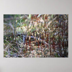 Póster Moss Sporophyts