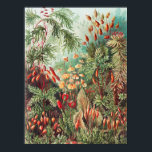 Póster Mosses, muscinae Laubmoose por Ernst Haeckel<br><div class="desc">Muscinae Laubmoose de Ernst Haeckel Vintage Plants Poster</div>