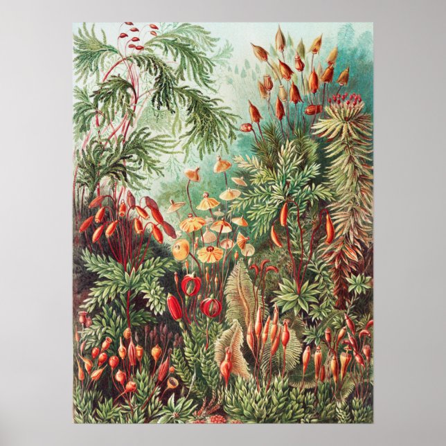Póster Mosses, muscinae Laubmoose por Ernst Haeckel (Frente)