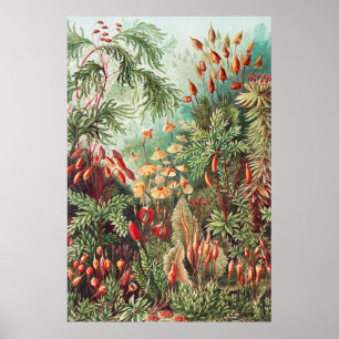 Póster Mosses, muscinae Laubmoose por Ernst Haeckel