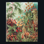 Póster Mosses, muscinae Laubmoose por Ernst Haeckel<br><div class="desc">Muscinae Laubmoose de Ernst Haeckel Vintage Plants Poster</div>