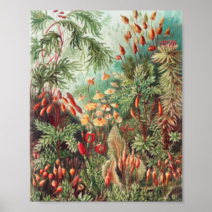 Póster Mosses, muscinae Laubmoose por Ernst Haeckel