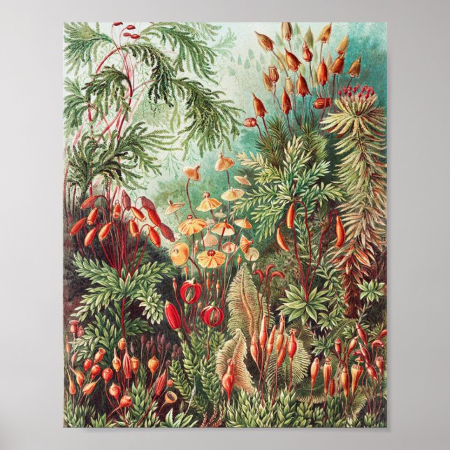 Póster Mosses, muscinae Laubmoose por Ernst Haeckel (Frente)