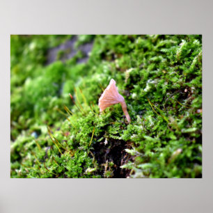 Póster Mossos y licores con hongos diminutos