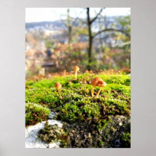 Póster Mossos y licores con hongos diminutos