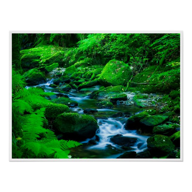 Póster Mossy Forest Stream in Killarney National Park (Anverso)