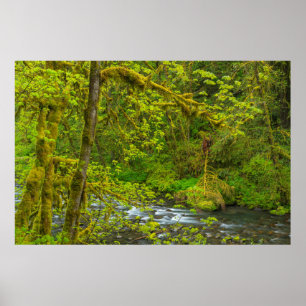 Póster Mossy Rocks And Trees Line Eagle Creek